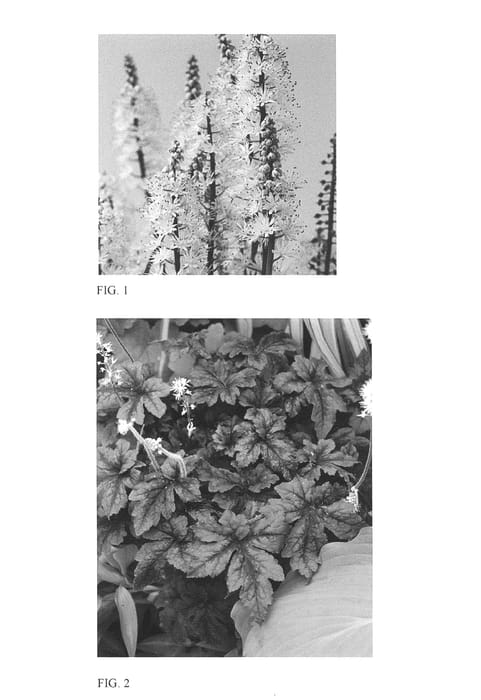 Figure 1 of US plant patent PP26730, the photograph of Jade Peacock printed in the patent.