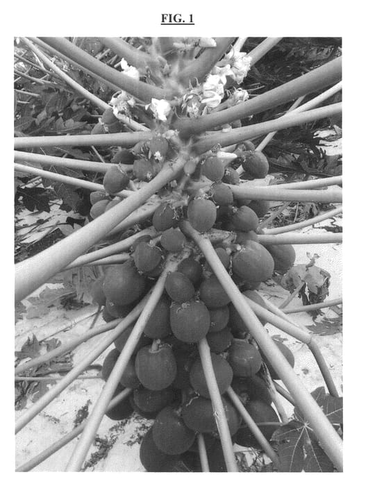 Figure 1 of US plant patent PP26731, the photograph of AURORA printed in the patent.