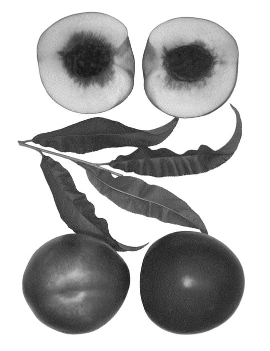 Figure 1 of US plant patent PP26732, the photograph of Polar Pride printed in the patent.