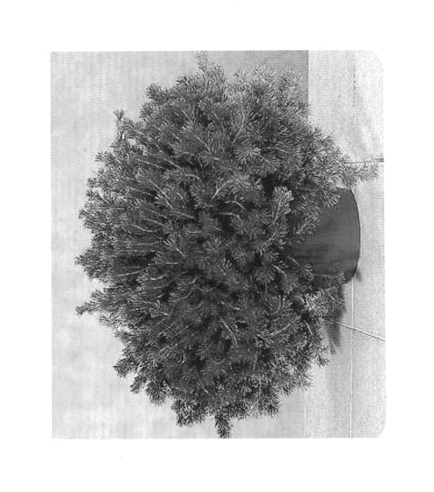 Figure 1 of US plant patent PP26733, the photograph of NIR AVIV printed in the patent.