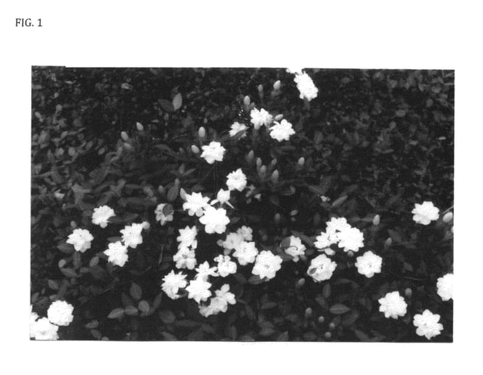 Figure 1 of US plant patent PP26734, the photograph of Genie-2 printed in the patent.