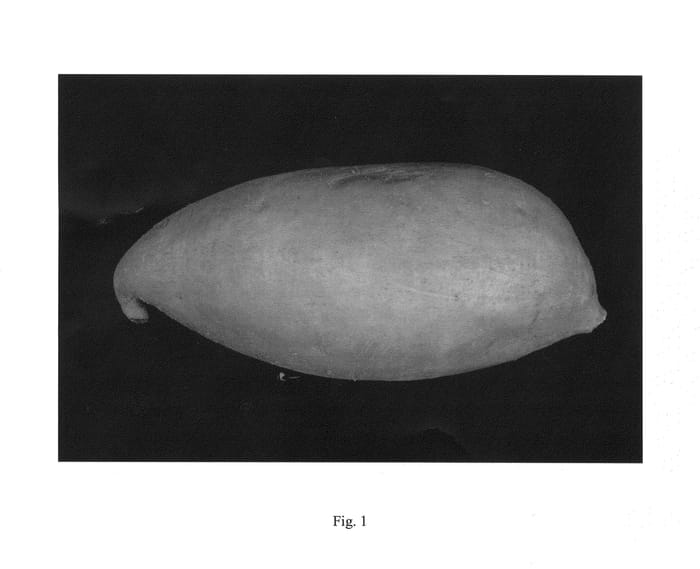 Figure 1 of US plant patent PP26735, the photograph of LA06-52 printed in the patent.