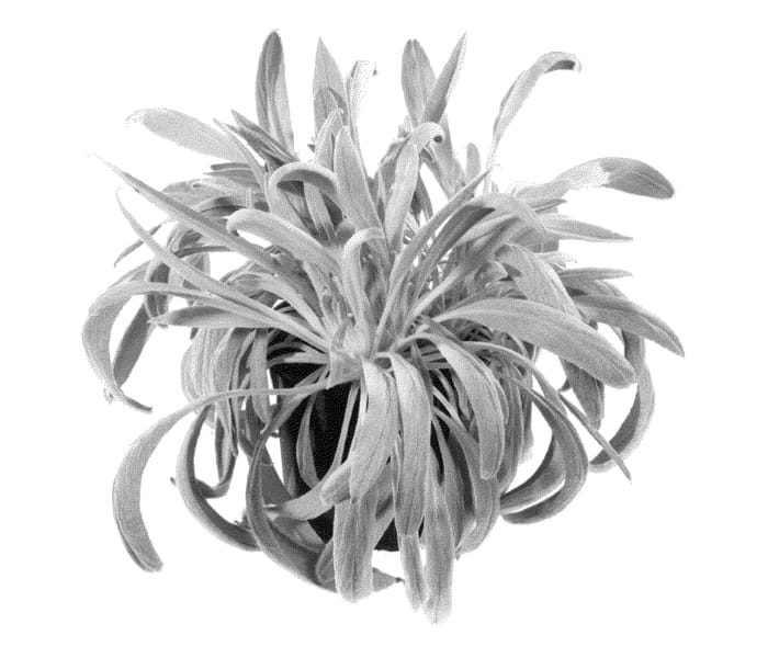 Figure 1 of US plant patent PP26736, the photograph of Bareightyfour printed in the patent.