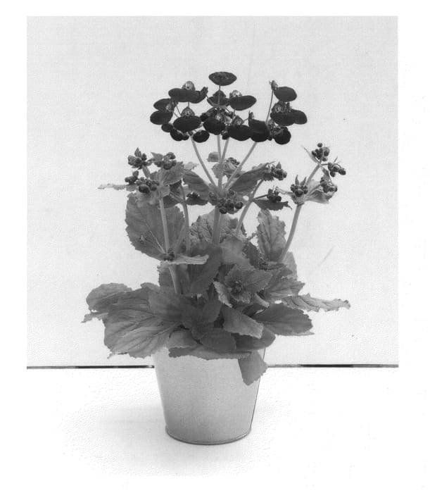 Figure 1 of US plant patent PP26737, the photograph of KLECH13020 printed in the patent.