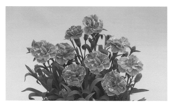 Figure 1 of US plant patent PP26738, the photograph of KLEDP13122 printed in the patent.