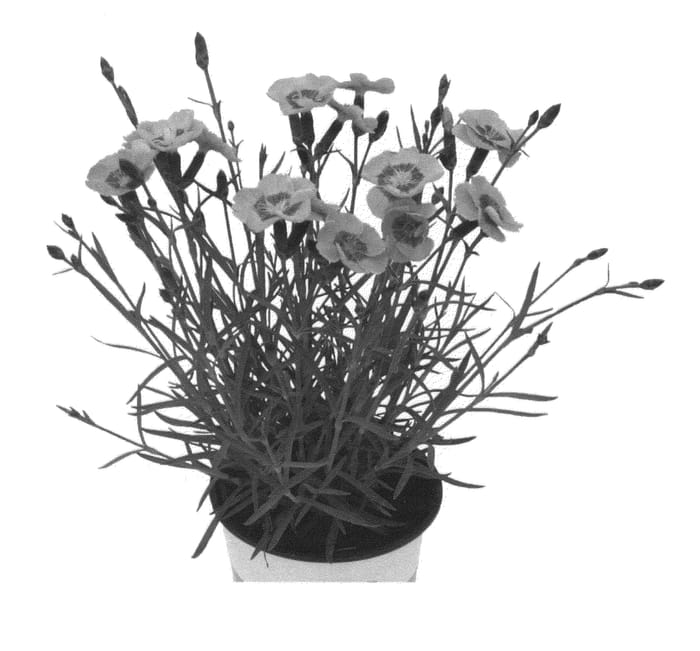 Figure 1 of US plant patent PP26739, the photograph of KLEDG13159 printed in the patent.
