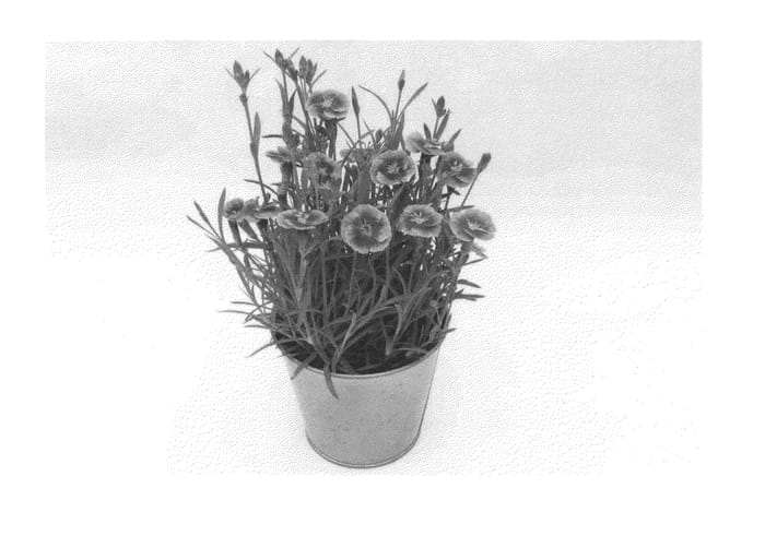 Figure 1 of US plant patent PP26740, the photograph of KLEDG13158 printed in the patent.