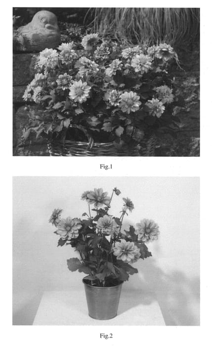 Figure 1 of US plant patent PP26741, the photograph of KLEDH13033 printed in the patent.