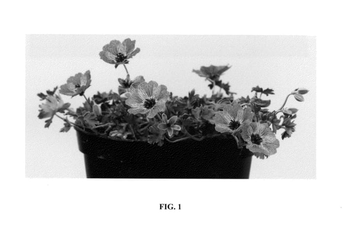 Figure 1 of US plant patent PP26742, the photograph of Noortlilac printed in the patent.