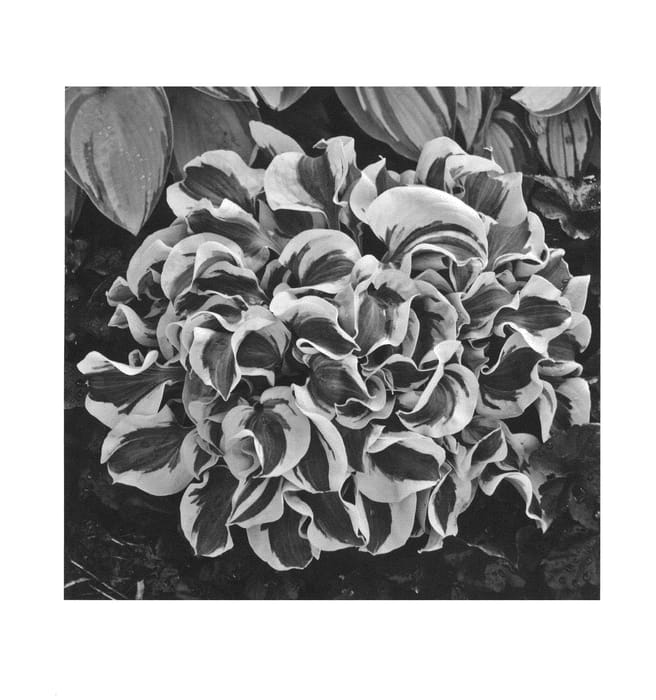 Figure 1 of US plant patent PP26743, the photograph of Mini Skirt printed in the patent.
