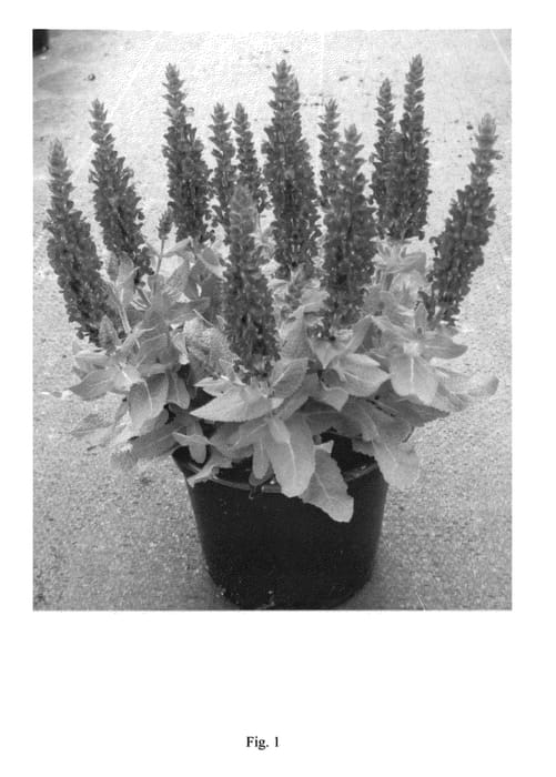Figure 1 of US plant patent PP26744, the photograph of Florsalvioblu printed in the patent.