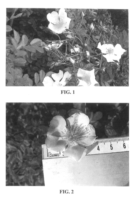 Figure 1 of US plant patent PP26745, the photograph of Protatu printed in the patent.