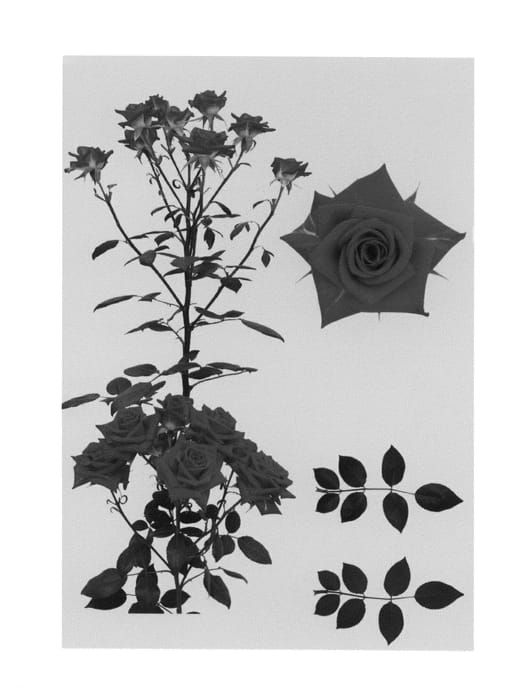 Figure 1 of US plant patent PP26746, the photograph of ESM R136 printed in the patent.