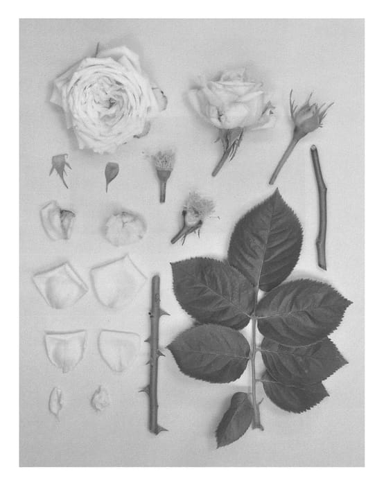 Figure 1 of US plant patent PP26747, the photograph of KORberonem printed in the patent.