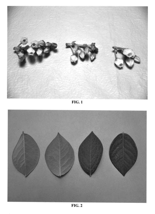 Figure 1 of US plant patent PP26748, the photograph of DrisBlueTwelve printed in the patent.