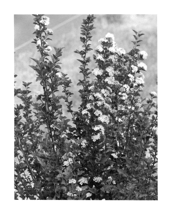 Figure 1 of US plant patent PP26749, the photograph of SMPOTW printed in the patent.