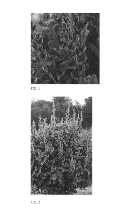 Figure 1 of US plant patent PP26750, the photograph of Indigo Spires printed in the patent.