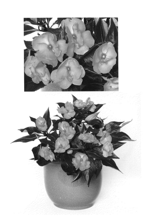 Figure 1 of US plant patent PP26751, the photograph of Kiroruf113 printed in the patent.