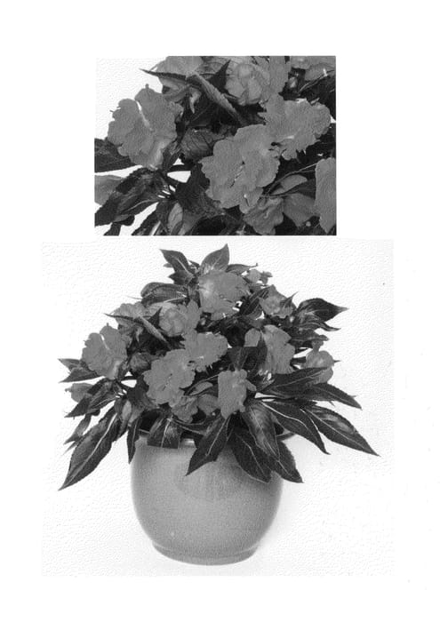 Figure 1 of US plant patent PP26752, the photograph of Kirocolete printed in the patent.