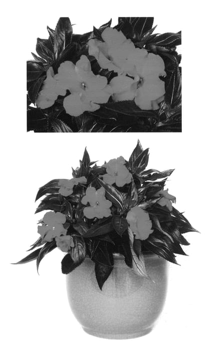 Figure 1 of US plant patent PP26753, the photograph of Kironanete printed in the patent.