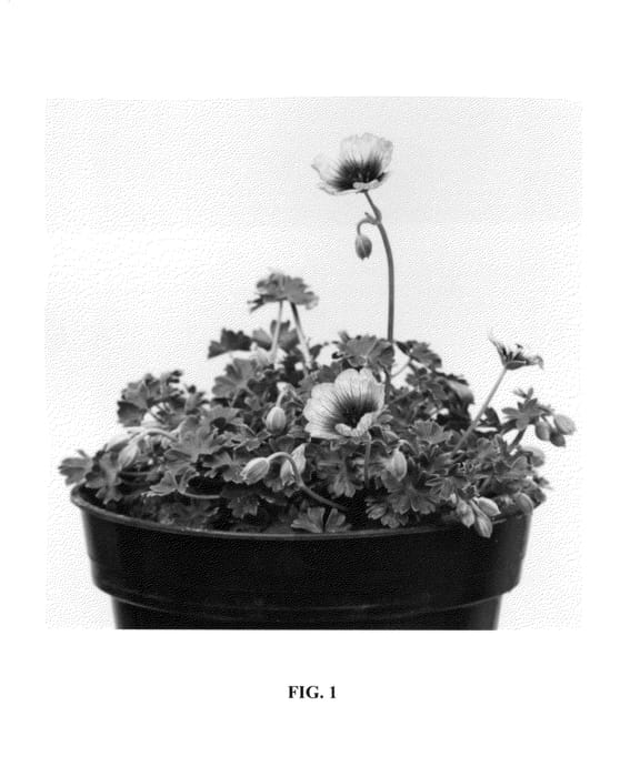 Figure 1 of US plant patent PP26754, the photograph of Noortviolet printed in the patent.