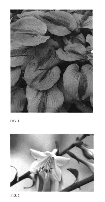 Figure 1 of US plant patent PP26755, the photograph of Afterglow printed in the patent.