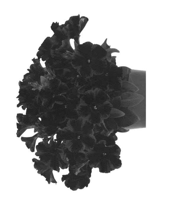 Figure 1 of US plant patent PP26756, the photograph of Dueswejofa printed in the patent.