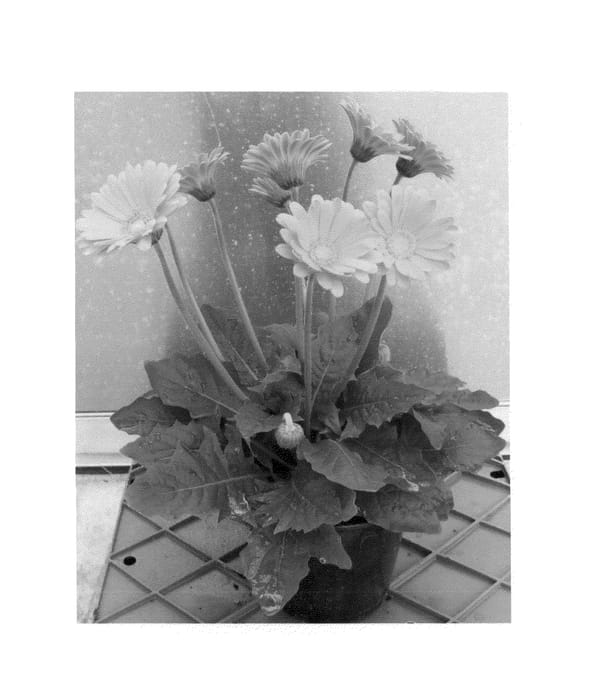 Figure 1 of US plant patent PP26757, the photograph of Garhoney Imp printed in the patent.