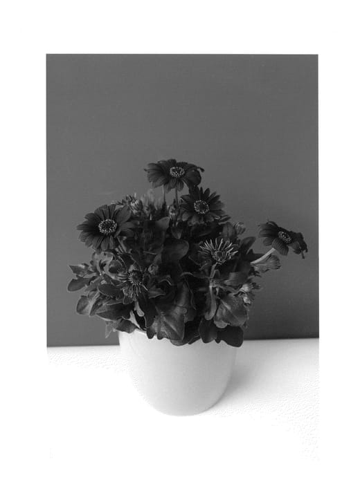 Figure 1 of US plant patent PP26758, the photograph of SUNOST1401 printed in the patent.