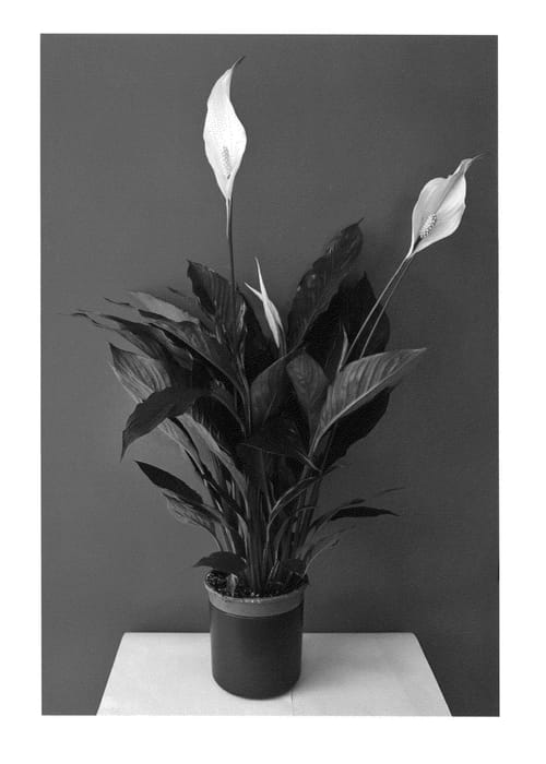 Figure 1 of US plant patent PP26759, the photograph of Spamei printed in the patent.