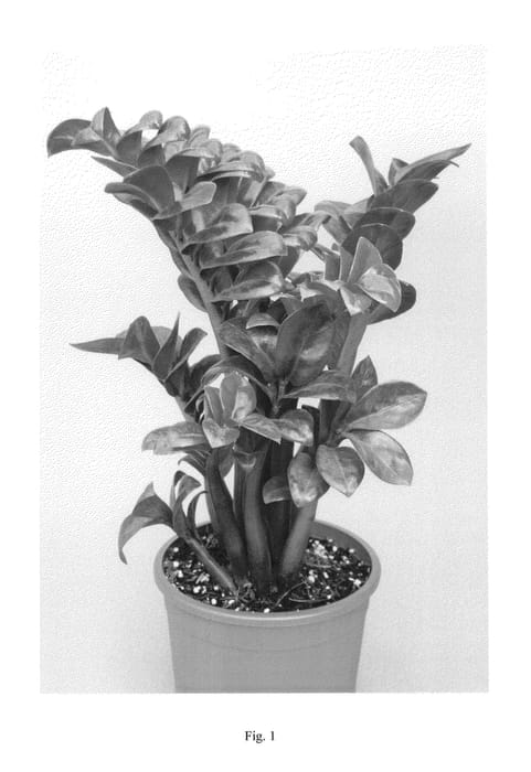 Figure 1 of US plant patent PP26760, the photograph of HANSOTI13 printed in the patent.