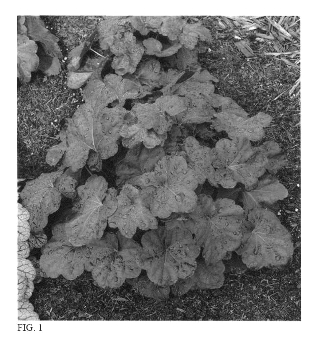 Figure 1 of US plant patent PP26761, the photograph of Lava Lamp printed in the patent.