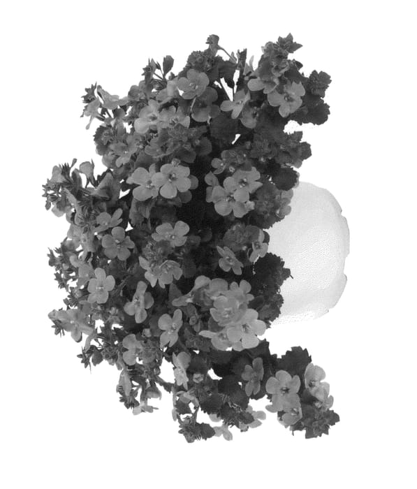 Figure 1 of US plant patent PP26762, the photograph of Duebahbusa printed in the patent.