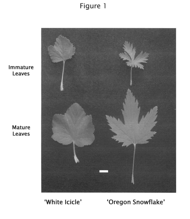 Figure 1 of US plant patent PP26763, the photograph of Oregon Snowflake printed in the patent.