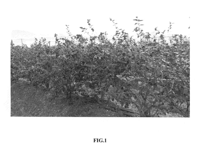 Figure 1 of US plant patent PP26764, the photograph of C05-178 printed in the patent.