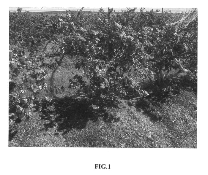 Figure 1 of US plant patent PP26765, the photograph of C03-038 printed in the patent.