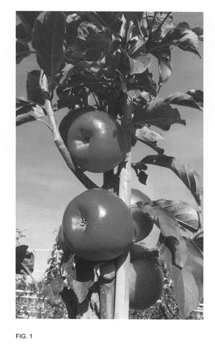 Figure 1 of US plant patent PP26766, the photograph of REGALSTAR printed in the patent.