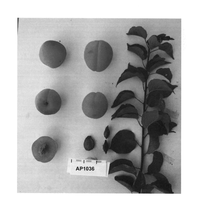 Figure 1 of US plant patent PP26767, the photograph of Suaprieleven printed in the patent.