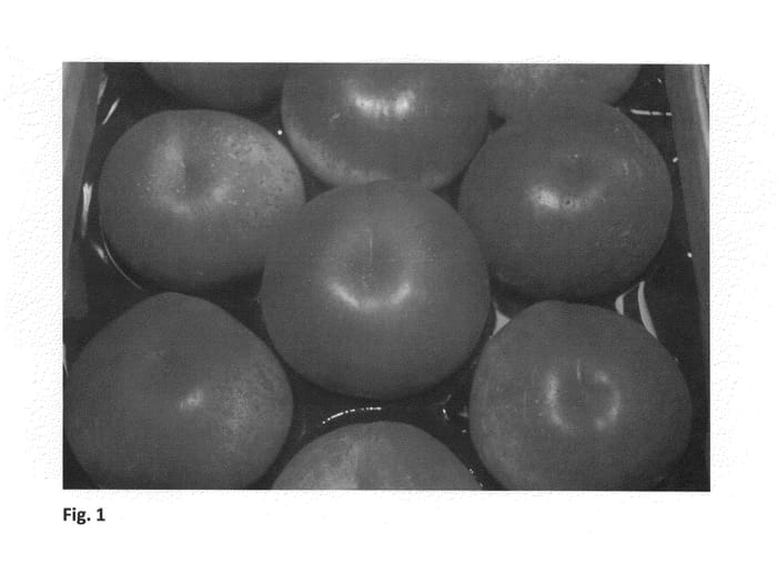 Figure 1 of US plant patent PP26768, the photograph of 0322E82NB printed in the patent.