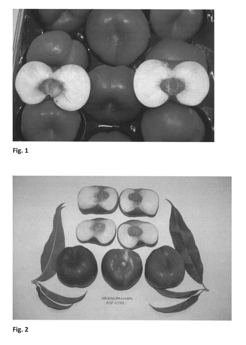 Figure 1 of US plant patent PP26769, the photograph of CAKEREVE printed in the patent.