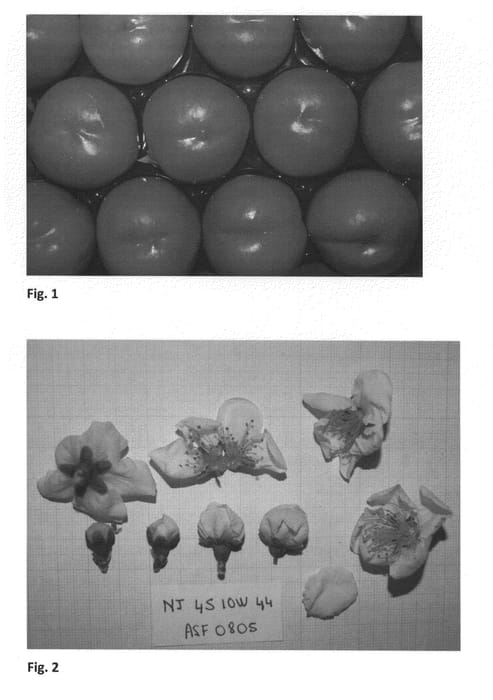 Figure 1 of US plant patent PP26770, the photograph of NECTAKING printed in the patent.