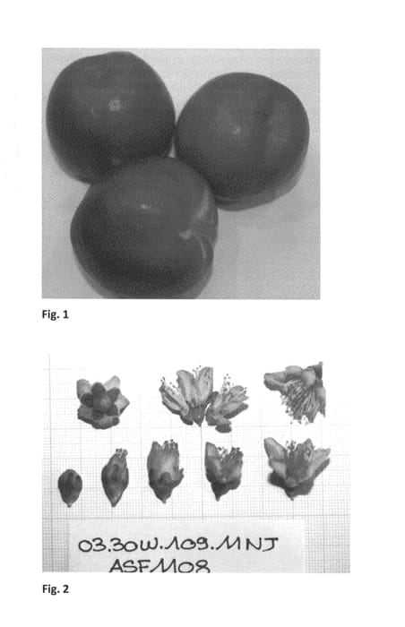 Figure 1 of US plant patent PP26771, the photograph of NECTAFLASH printed in the patent.