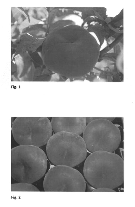 Figure 1 of US plant patent PP26772, the photograph of FLATDIVA printed in the patent.