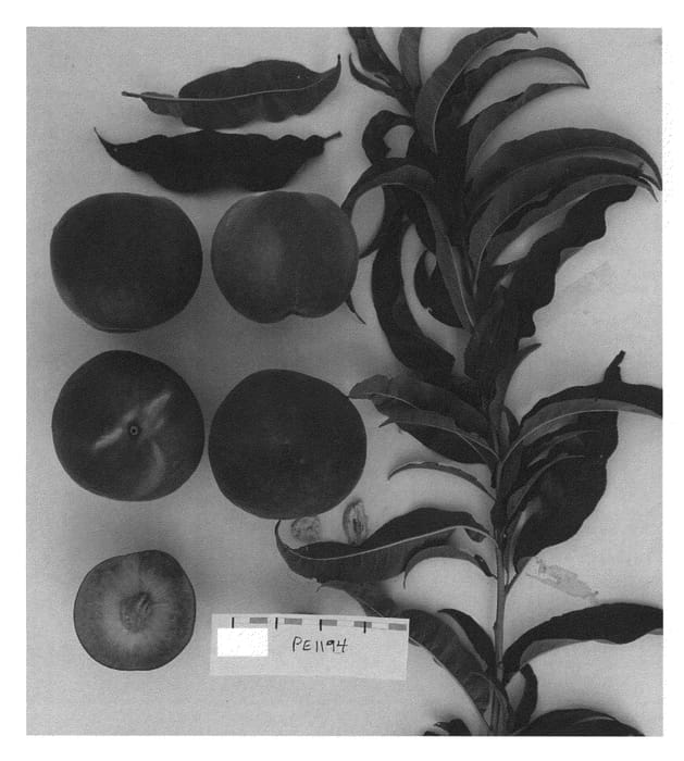 Figure 1 of US plant patent PP26773, the photograph of Supechtwentyone printed in the patent.
