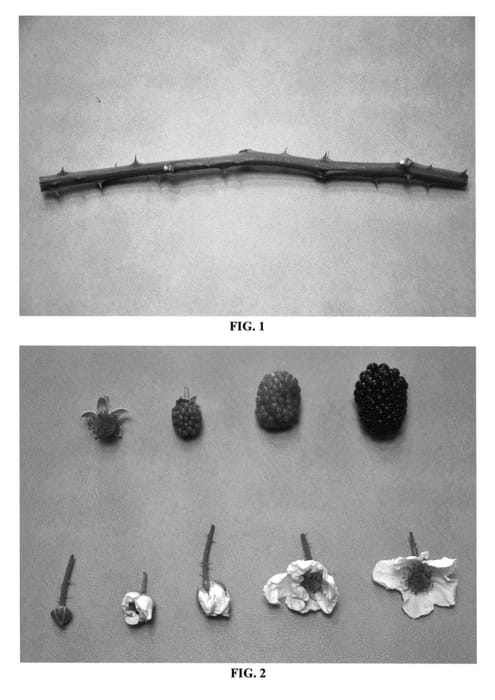 Figure 1 of US plant patent PP26774, the photograph of DrisBlackNine printed in the patent.