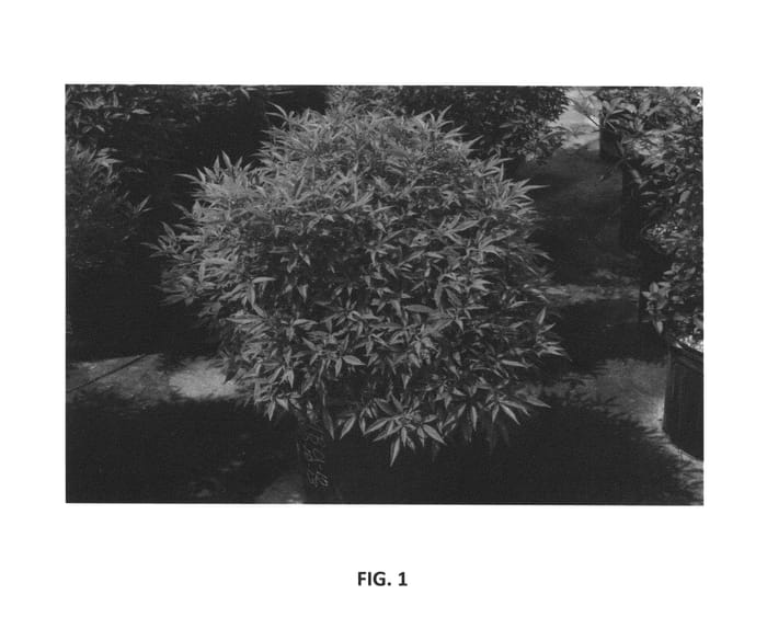 Figure 1 of US plant patent PP26775, the photograph of PIIVAC-II printed in the patent.