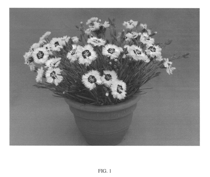 Figure 1 of US plant patent PP26776, the photograph of WP13 GIL05 printed in the patent.