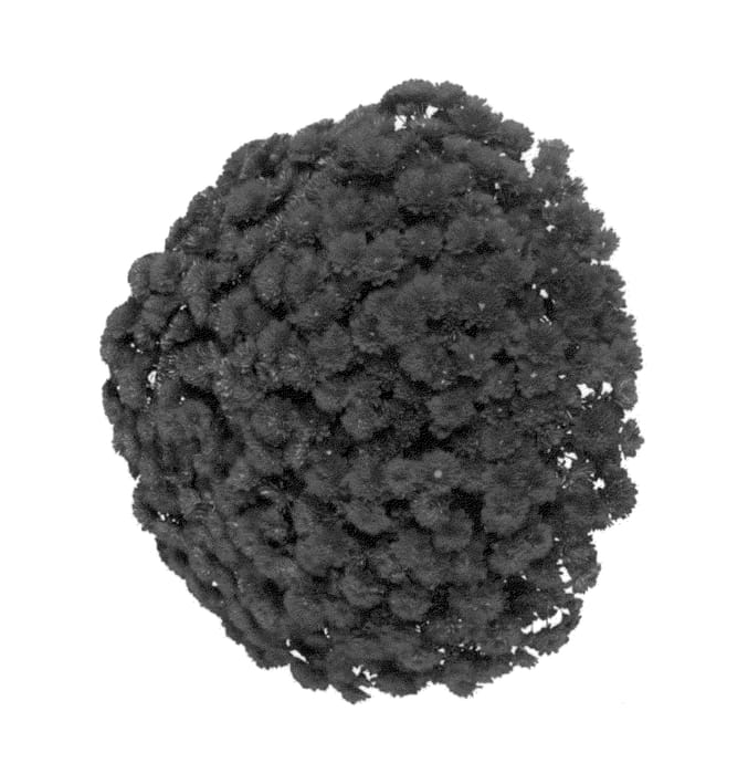 Figure 1 of US plant patent PP26777, the photograph of Fimmerred printed in the patent.