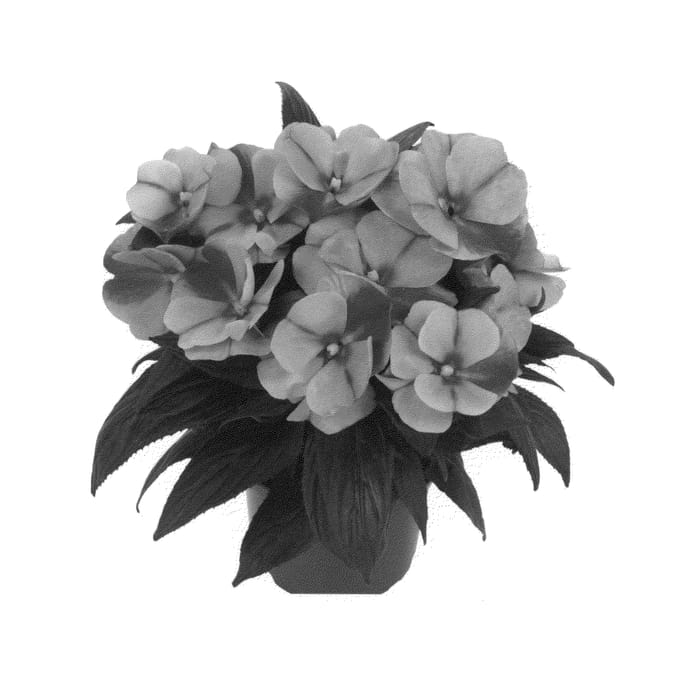 Figure 1 of US plant patent PP26778, the photograph of Duemaglasp printed in the patent.