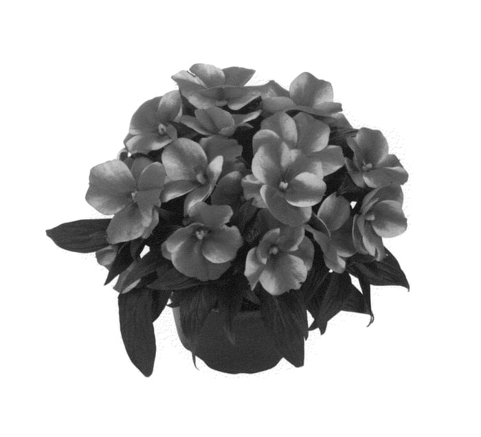 Figure 1 of US plant patent PP26779, the photograph of Duepetbrst printed in the patent.